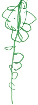 A child’s pen drawing of a green climbing vine with curling leaves